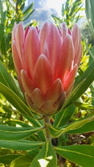 Protea compacta × susannae
