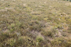 Hypodiscus procurrens