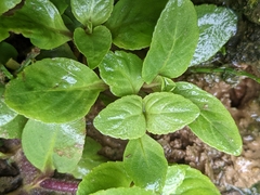 Limnophila rugosa