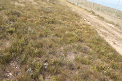 Hypodiscus procurrens