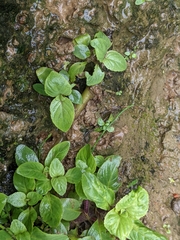 Limnophila rugosa