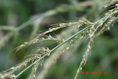 Setaria megaphylla
