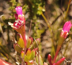 Lampranthus pauciflorus