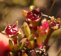 Lampranthus pauciflorus