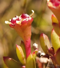 Lampranthus pauciflorus