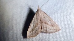 Macrochilo hypocritalis