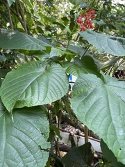 Clerodendrum japonicum