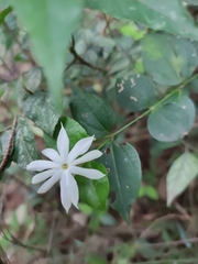Jasminum nervosum