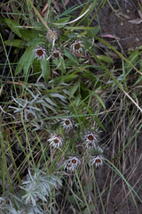 Macledium speciosum