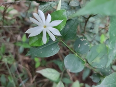 Jasminum nervosum