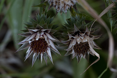Macledium speciosum