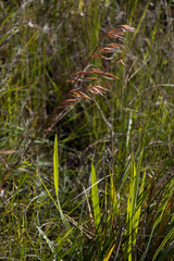 Monocymbium ceresiiforme