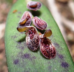 Acianthera pubescens