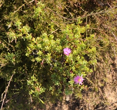 Lampranthus pauciflorus