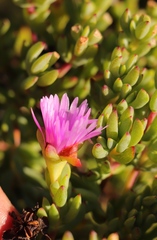 Lampranthus pauciflorus