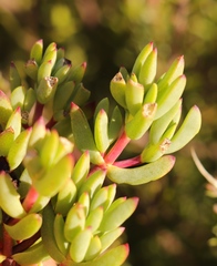 Lampranthus pauciflorus