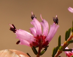 Erica dispar