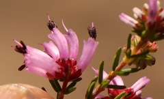 Erica dispar