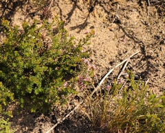 Erica dispar