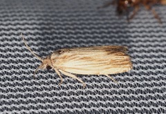 Eucosma radiatana