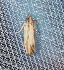 Eucosma radiatana