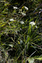 Pimpinella caffra