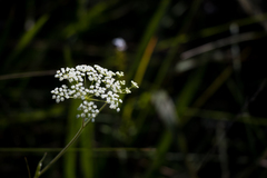 Pimpinella caffra