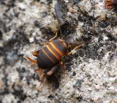 Myrmecophilidae