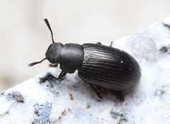 Heterotarsus auricularis