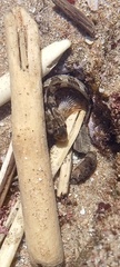 Lepidoblennius marmoratus