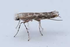 Epicephala lanceolaria