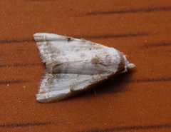 Nola marginata
