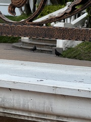 Columba livia domestica