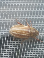 Polyphylla occidentalis