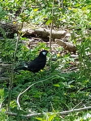 Turdus merula