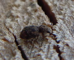 Coxelus pictus