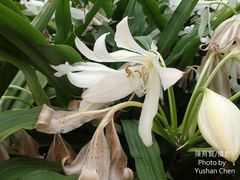 Crinum jagus