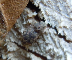 Coxelus pictus
