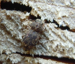 Coxelus pictus