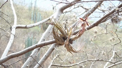 Tillandsia circinnatioides