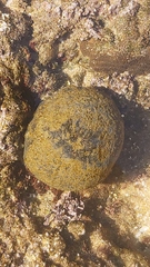 Culcita novaeguineae