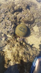 Culcita novaeguineae