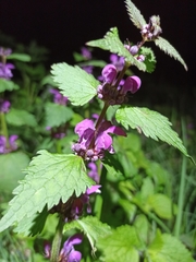 Lamium maculatum