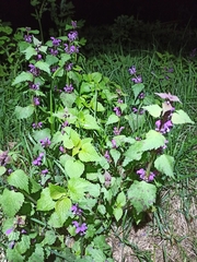 Lamium maculatum