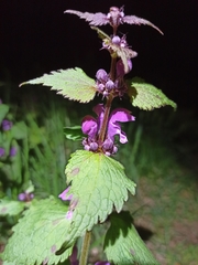 Lamium maculatum