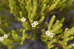 Diosma subulata
