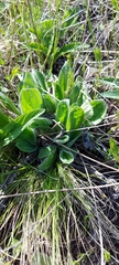 Plantago urvillei