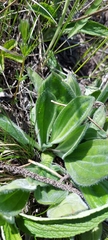 Plantago urvillei