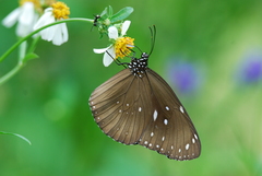 Euploea core amymone