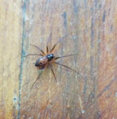 Ostearius melanopygius